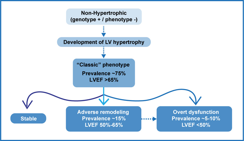 Development of Progression Patterns of Left Ventricular Hypertrophy in the Patient who has Hypertrophic Cardiomyopathy Genotype. LVEF: left ventricular ejection fraction.
